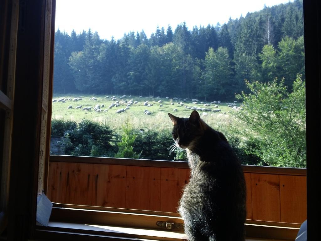 Wynajem Pokoi-Willa Pod Smrekami Zakopane Buitenkant foto
